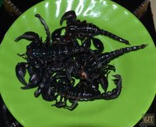 Load image into Gallery viewer, Cooking Class & Cu Chi Tunnels Jeep Tours VJT Adventures