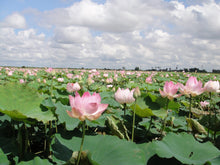 Load image into Gallery viewer, Countryside Kompong Phluk by Jeep Cambodia Jeep