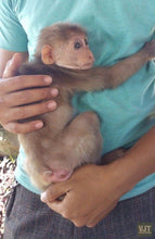 Load image into Gallery viewer, Discover Monkey Mountain & Son Tra Peninsula Jeep Tours VJT Adventures