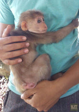 Load image into Gallery viewer, Peaks Of Danang Jeep Tours VJT Adventures