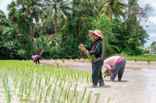 Load image into Gallery viewer, Self-driving Through Indochina: Cambodia - Laos - Vietnam Jeep Tours VJT Adventures