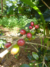 Load image into Gallery viewer, Self-driving Through Indochina: Cambodia - Laos - Vietnam Jeep Tours VJT Adventures