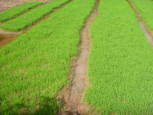 Load image into Gallery viewer, Vietnam - Laos Border Crossing VJT Adventures