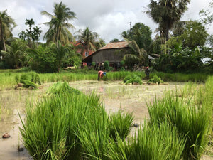 Boeung Mealea- Kampong Khleang Cambodia Jeep 