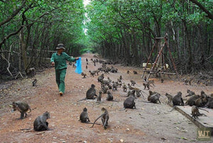 Can Gio Biosphere Reserve & Guerilla Base Jeep Tours VJT Adventures 