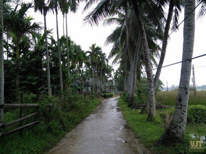 Countryside Of Hoian On The Jeep Jeep Tours VJT Adventures 