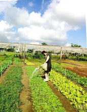 Load image into Gallery viewer, Countryside Of Hoian On The Jeep Jeep Tours VJT Adventures 
