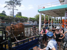 Load image into Gallery viewer, CYCLING MEKONG DELTA: Ben Tre- Can Tho – Vinh Long Jeep Tours VJT Adventures 
