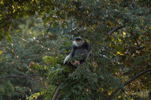 Spotting Wildlife On Monkey Mountain Jeep Tours VJT Adventures 