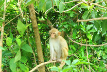 Load image into Gallery viewer, Spotting Wildlife On Monkey Mountain Jeep Tours VJT Adventures 

