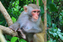 Load image into Gallery viewer, Spotting Wildlife On Monkey Mountain Jeep Tours VJT Adventures 
