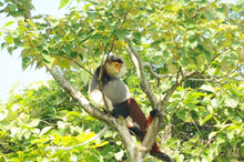 Load image into Gallery viewer, Spotting Wildlife On Monkey Mountain Jeep Tours VJT Adventures 
