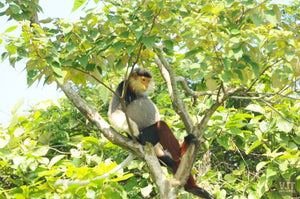 Spotting Wildlife On Monkey Mountain Jeep Tours VJT Adventures 
