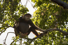 Load image into Gallery viewer, Spotting Wildlife On Monkey Mountain Jeep Tours VJT Adventures 
