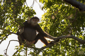 Spotting Wildlife On Monkey Mountain Jeep Tours VJT Adventures 