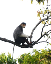 Load image into Gallery viewer, Spotting Wildlife On Monkey Mountain Jeep Tours VJT Adventures 
