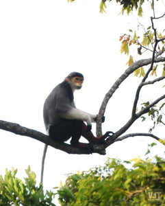 Spotting Wildlife On Monkey Mountain Jeep Tours VJT Adventures 