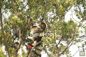 Spotting Wildlife On Monkey Mountain Jeep Tours VJT Adventures 