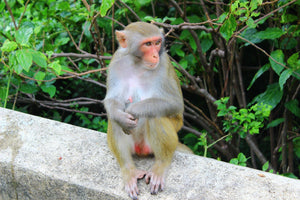 Spotting Wildlife On Monkey Mountain Jeep Tours VJT Adventures 