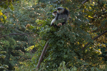 Load image into Gallery viewer, Spotting Wildlife On Monkey Mountain Jeep Tours VJT Adventures 
