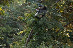 Spotting Wildlife On Monkey Mountain Jeep Tours VJT Adventures 
